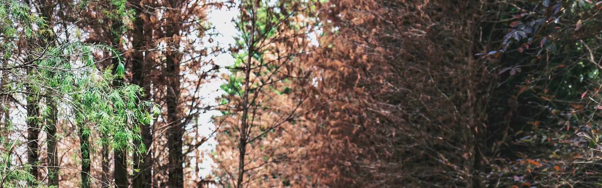 Woman walking briskly along a park path
